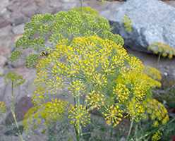 Кріп городній (Anethum graveolens)