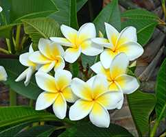 Плюмерія біла (Plumeria alba)