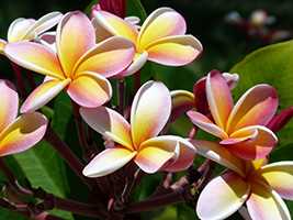 Плюмерія червона (Plumeria rubra)