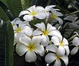 Плюмерія тупа (Plumeria obtusa)