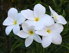 Плюмерія сором'язлива (Plumeria pudica)