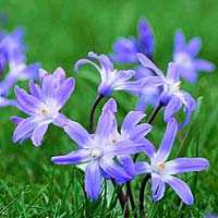 Хіонодокси Chionodoxa