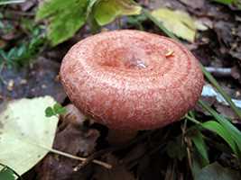 Волнушка рожева (Lactarius torminosus)