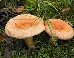 Волнушка рожева (Lactarius torminosus)