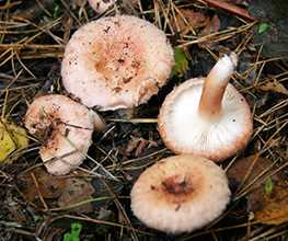 Волнушка рожева (Lactarius torminosus)