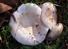 Волнушка біла (Lactarius pubescens)