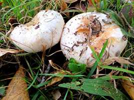 Волнушка біла (Lactarius pubescens)