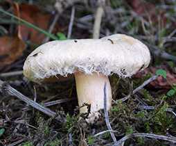 Волнушка біла (Lactarius pubescens)