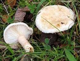 Волнушка біла (Lactarius pubescens)