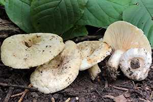 Волнушка біла (Lactarius pubescens)