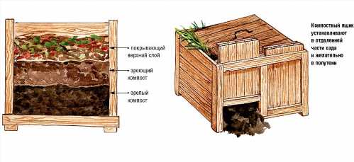 Молода гортензія не може відразу почати цвісти