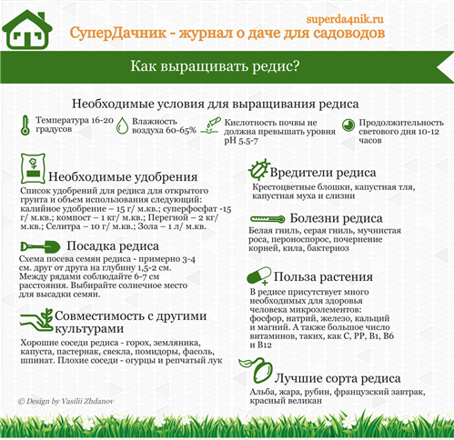 Як виростити редис на дачі: інфографіка