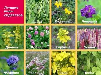 Кращі сидерати