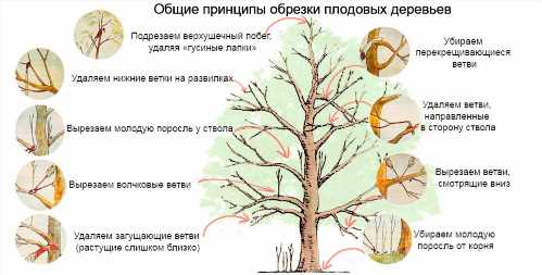 Загальні принципи обрізки дерев