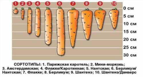 Класифікація сортів моркви по глибині посадки