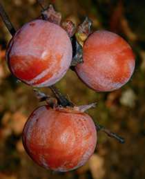 Хурма віргінська (Diospyros virginiana)