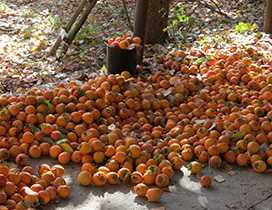 Хурма каки (Diospyros kaki)