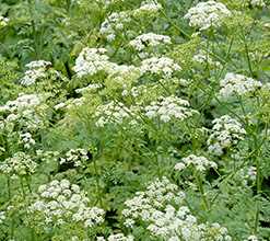 Болиголов плямистий (Conium maculatum)