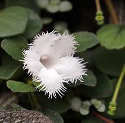 Альсобия гвоздикоцветковая (Alsobia dianthiflora)