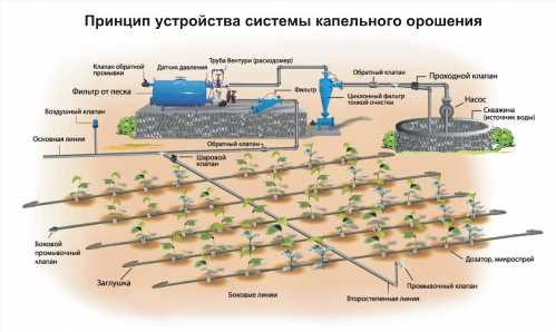 Принцип пристрою системи крапельного зрошення ділянки