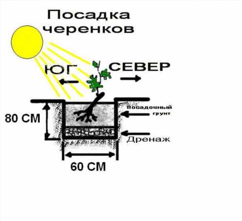 Схема посадки винограду