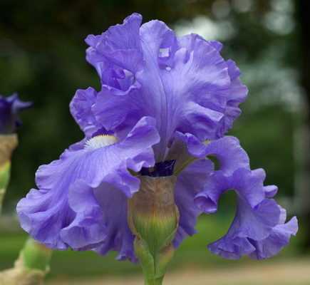 Ірис німецький Балтік Сеа Iris germanica Baltic Sea фото