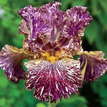 Ірис бородатий сорт Iris germanica