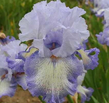 Ірис бородатий сорт Iris germanica Acoma фото