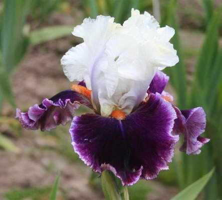 Ірис бородатий сорт Iris germanica