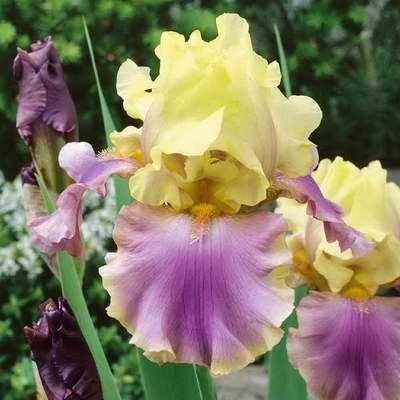 Ірис бородатий сорт Iris germanica Distant Chimes фото