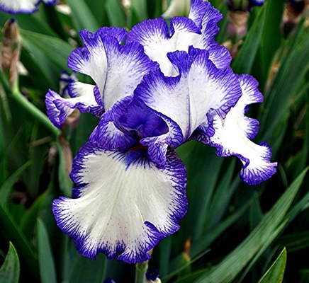 Ірис бородатий сорт Iris germanica