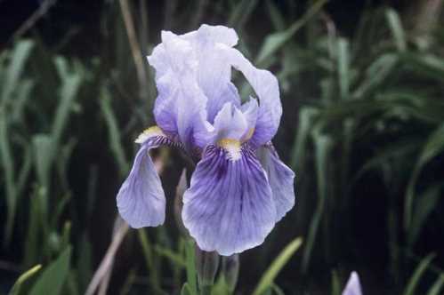 Ірис флорентійський Iris florentina фото