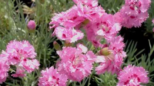 Гвоздика периста багаторічна посадка і догляд фото Dianthus plumarius