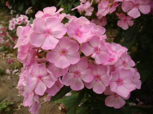 Флокс волотисте або панікулята Phlox paniculata посадка і догляд Сорт Цвіт яблуні фото