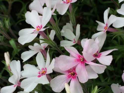 Флокс шилоподібний або субулята Phlox subulata фото