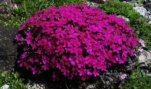 Флокс Дугласа Phlox douglasii посадка і догляд фото