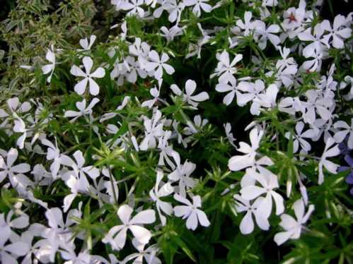 Флокс канадський або Розчепірений Phlox divaricata на фото сорт May Breeze