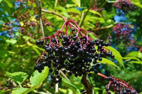 Бузина чорна догляд і вирощування Sambucus Nigra фото