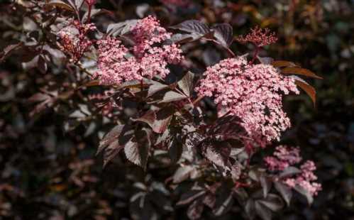 Бузина чорна Гуінчо Перпл Sambucus Nigra Guincho Purple фото