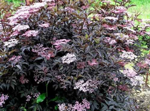 Бузина чорна декоративна Sambucus Black Beauty