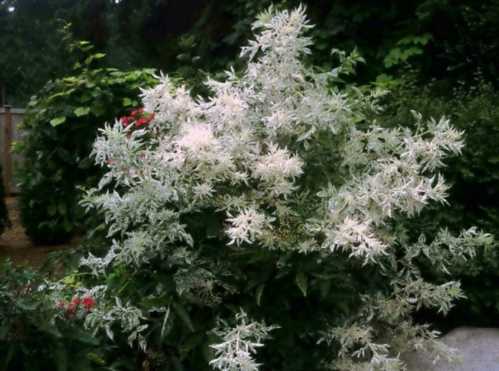 Бузина чорна пулвірулента Sambucus nigra Pulverulenta фото