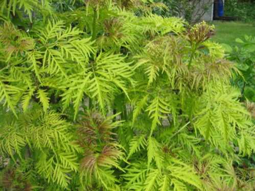 Бузина червона Плюмоза Ауреа Sambucus racemosa plumosa aurea фото