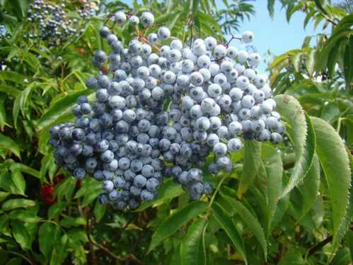 Бузина блакитна Sambucus cerulea фото