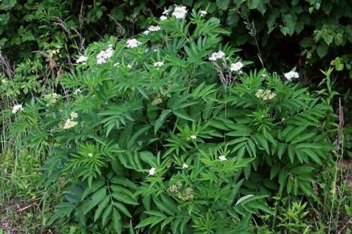 Бузина трав'яниста Sambucus ebulus фото