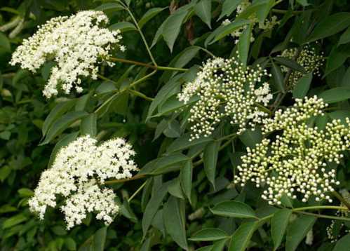 Бузина канадська Sambucus canadensis фото