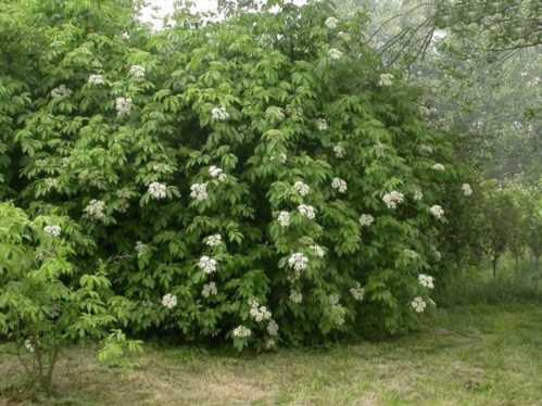 Бузина Зибольда Sambucus sieboldiana фото