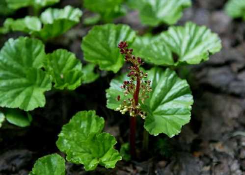 Гуннера магелланскій Gunnera magellanica