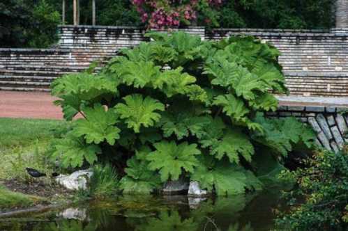 Гуннера рукавчатая Gunnera manicata фото