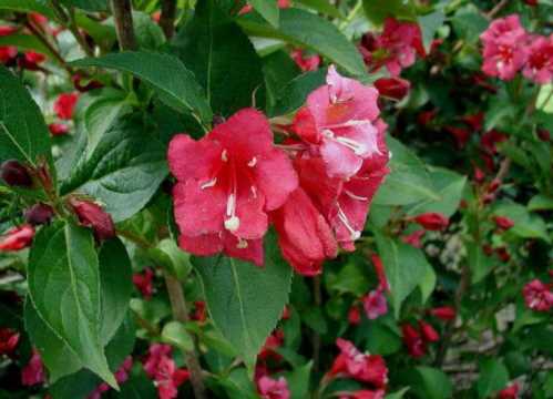 Вейгела гібридна Weigela hybrida фото