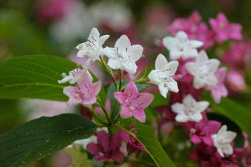 Вейгела корейська Weigela coraeensis фото